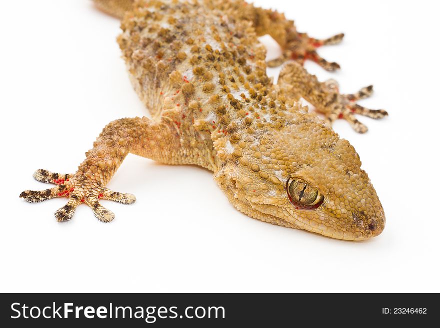 Close-up shot of a Gecko on a white background