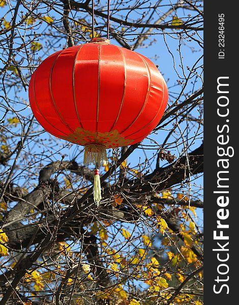 Bright Red Chinese Lantern Hanging In Fall Tree