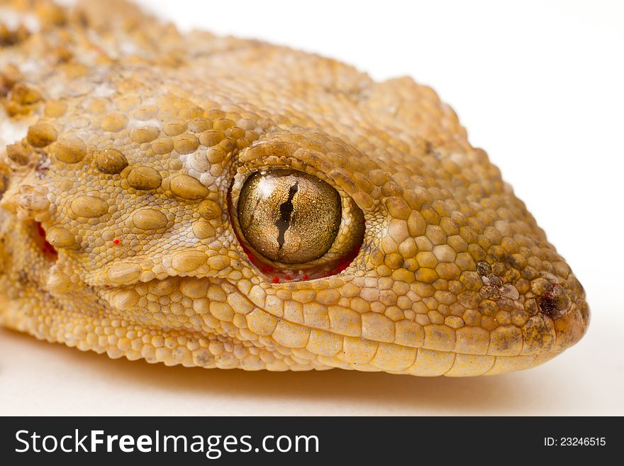 Close-up shot of a Gecko on a white background