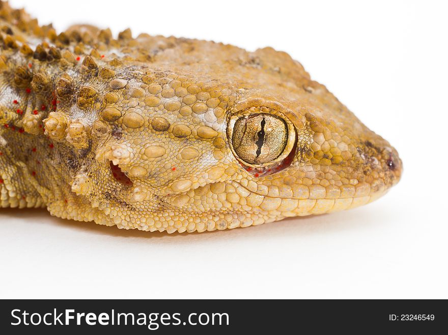 Close-up shot of a Gecko on a white background