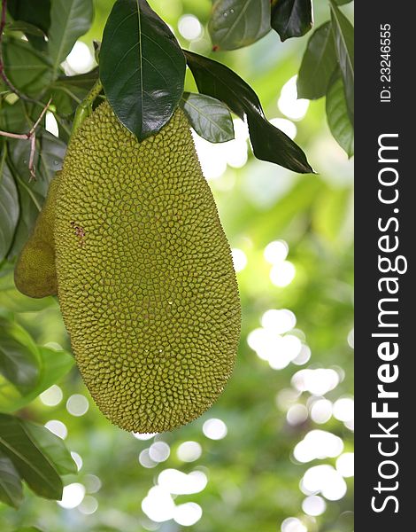 Ripe Jackfruit Hanging In Tree With Pale Green Background. Ripe Jackfruit Hanging In Tree With Pale Green Background