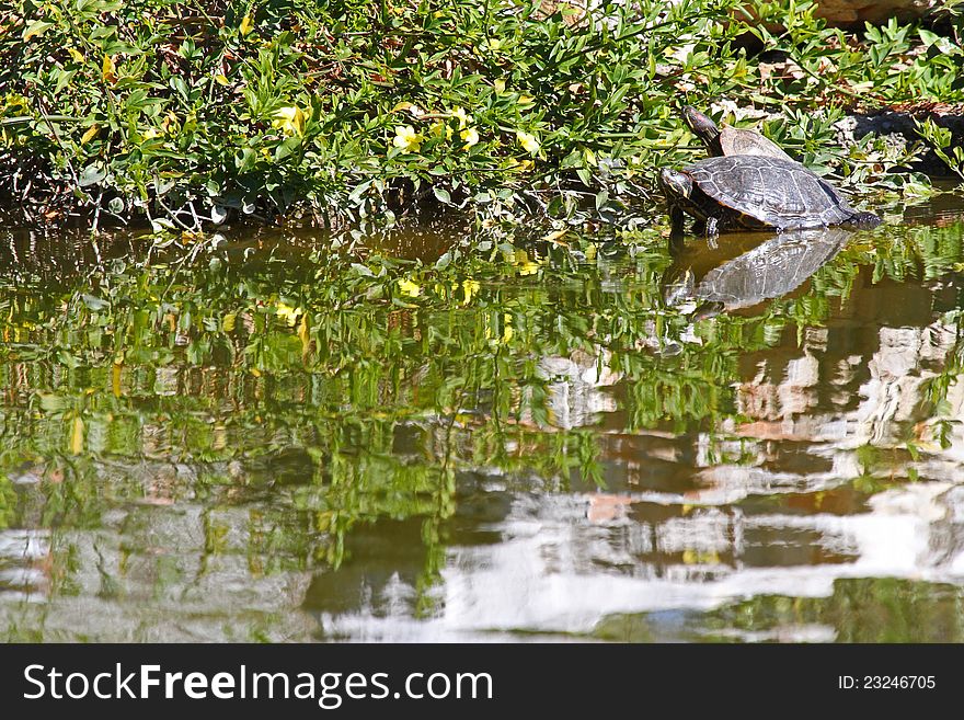 Red Ear Turtle Reflected In Pond Water