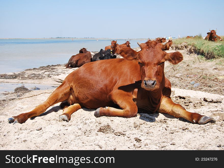 A heifer sunbathes on a beach. A heifer sunbathes on a beach
