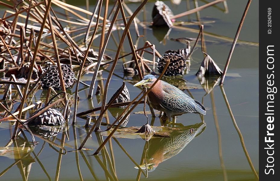 Brown and Gray Heron Fishing in Reflecting Pond