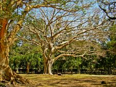 The Giant Tree Stock Photo The Giant Tree Stock Photo