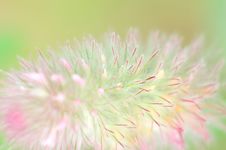 Clover. Trifolium Arvense. Stock Image