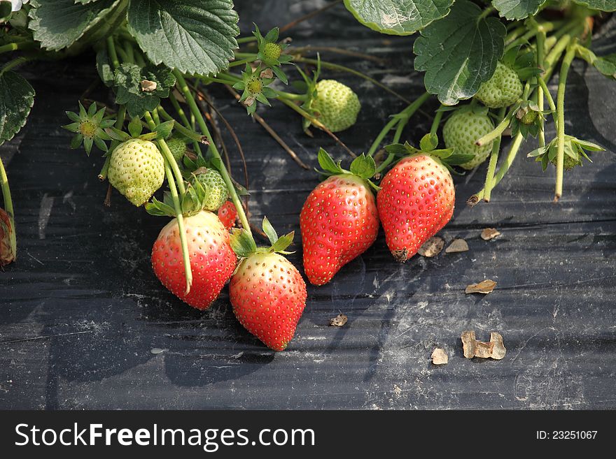 Plant in the strawberry, fruit in the pastoral, color colorful strawberry.