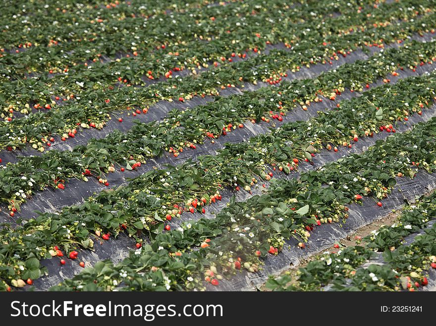 Plant in the strawberry, fruit in the pastoral, color colorful strawberry.