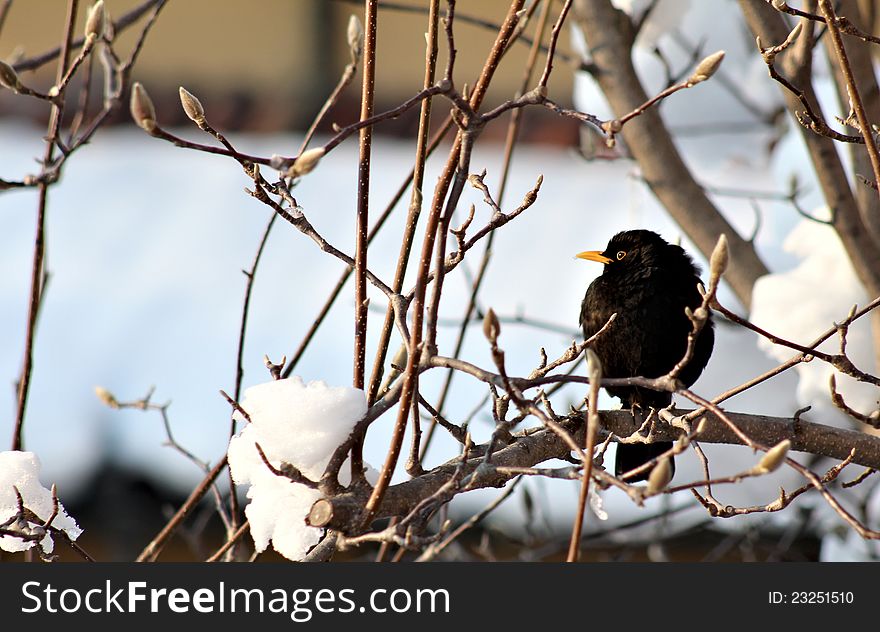 A blackbird on a snowy branch in soft winter light