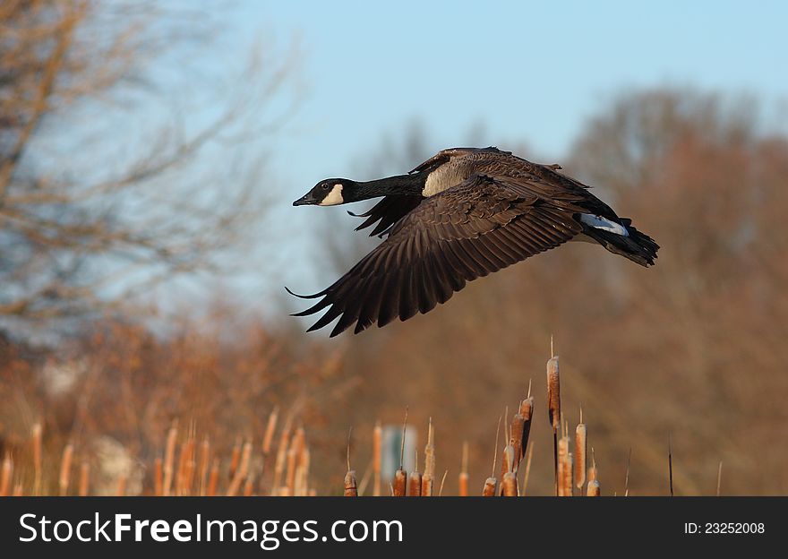 Canada goose Branta Canadensis in flight, in the fall