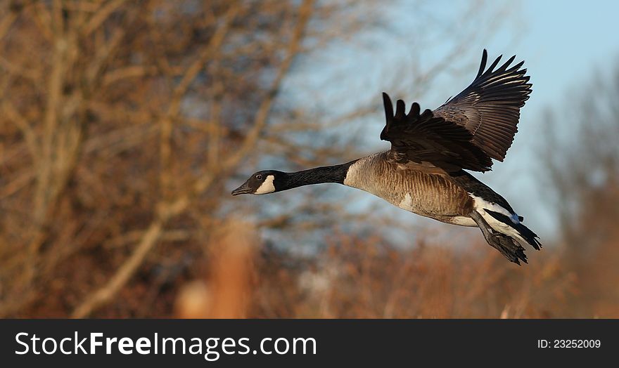 Canada goose Branta Canadensis in flight, in the fall