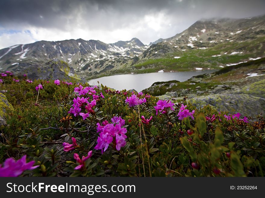 Rhododendron Flowers In High Mountains