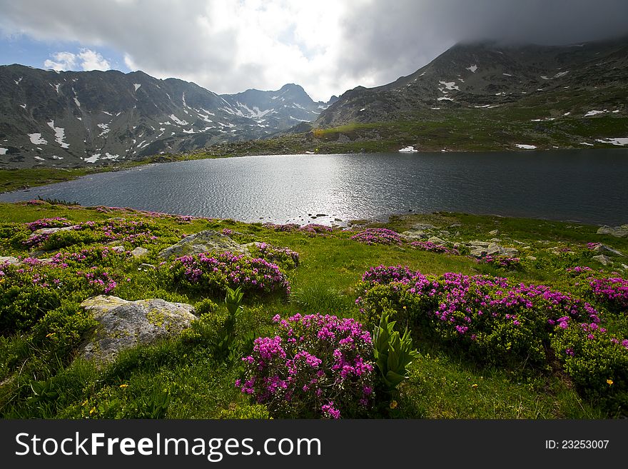 Rhododendron flowers and cloud scenery in the Alps in summer in dramatic light. Rhododendron flowers and cloud scenery in the Alps in summer in dramatic light