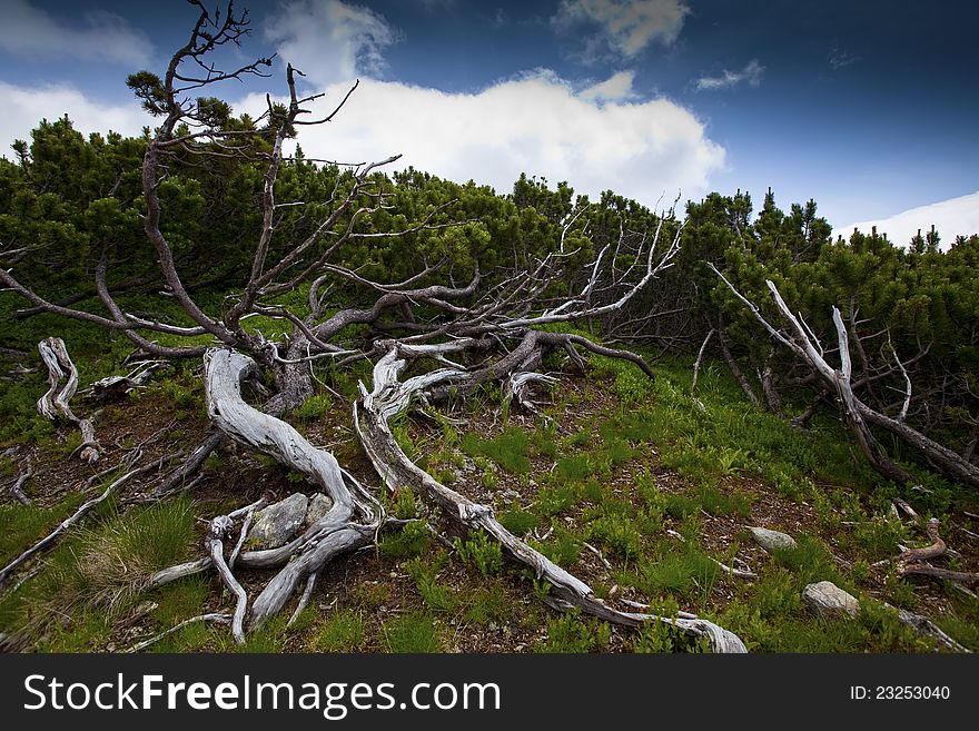 Beautiful cloud scenery and pine tree in the Alps in summer. Beautiful cloud scenery and pine tree in the Alps in summer