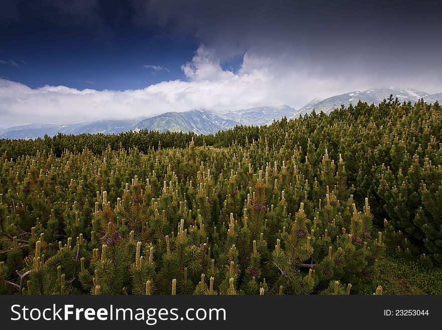 Pine Forest And  Cloud Scenery In High Mountains
