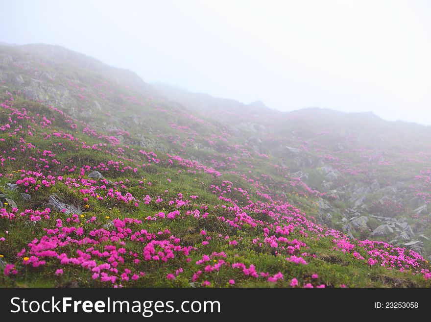 Beautiful rhododendron flowers in high mountains