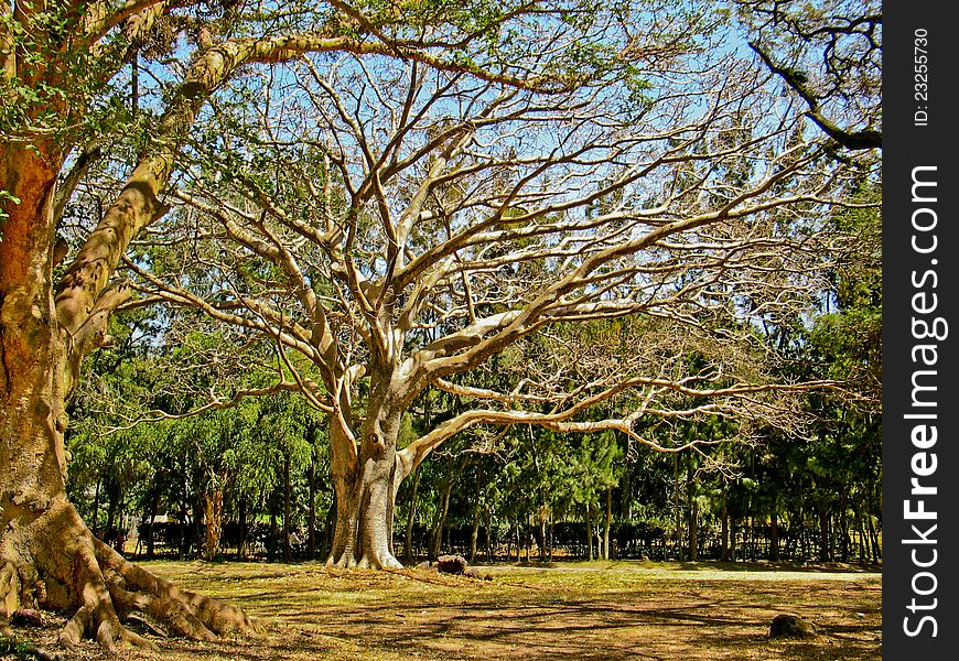 A giant old tree with a network of branches that have shed all of their leaves. A giant old tree with a network of branches that have shed all of their leaves