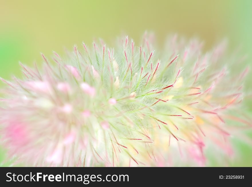 Clover. Trifolium arvense.