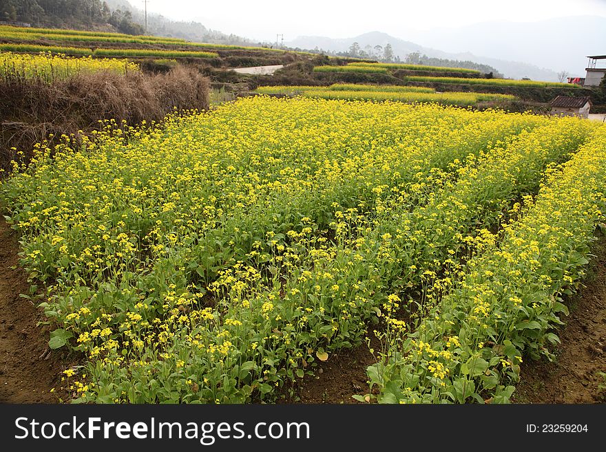 In spring, grow in countryside, open a flower, aureate flower, the scenery is beautiful. In spring, grow in countryside, open a flower, aureate flower, the scenery is beautiful.