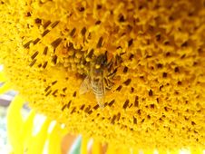 Bee On A Sunflower Royalty Free Stock Images Bee On A Sunflower Royalty Free Stock Images