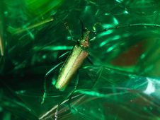 Green Bug Royalty Free Stock Photo Green Bug Royalty Free Stock Photo