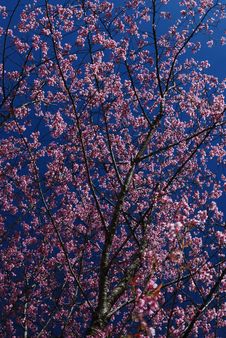 Prunus Royalty Free Stock Photography Prunus Royalty Free Stock Photography