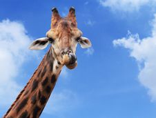 Giraffe Royalty Free Stock Photography