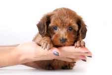 Small Red Puppy On Hands Stock Images Small Red Puppy On Hands Stock Images