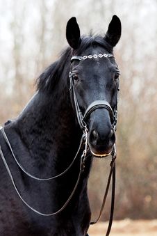 Black Sports Horse Stock Images