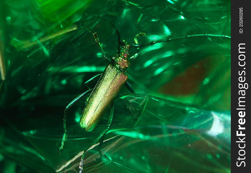 Close up of a green bug on a green plastic bottle
