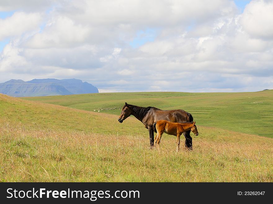 Ponies in the Maluti Mountains in Lesotho. Ponies in the Maluti Mountains in Lesotho