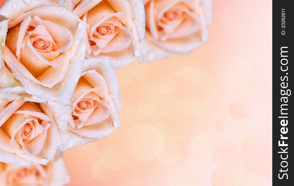 Rose.Flower border with a soft pink background. Rose.Flower border with a soft pink background