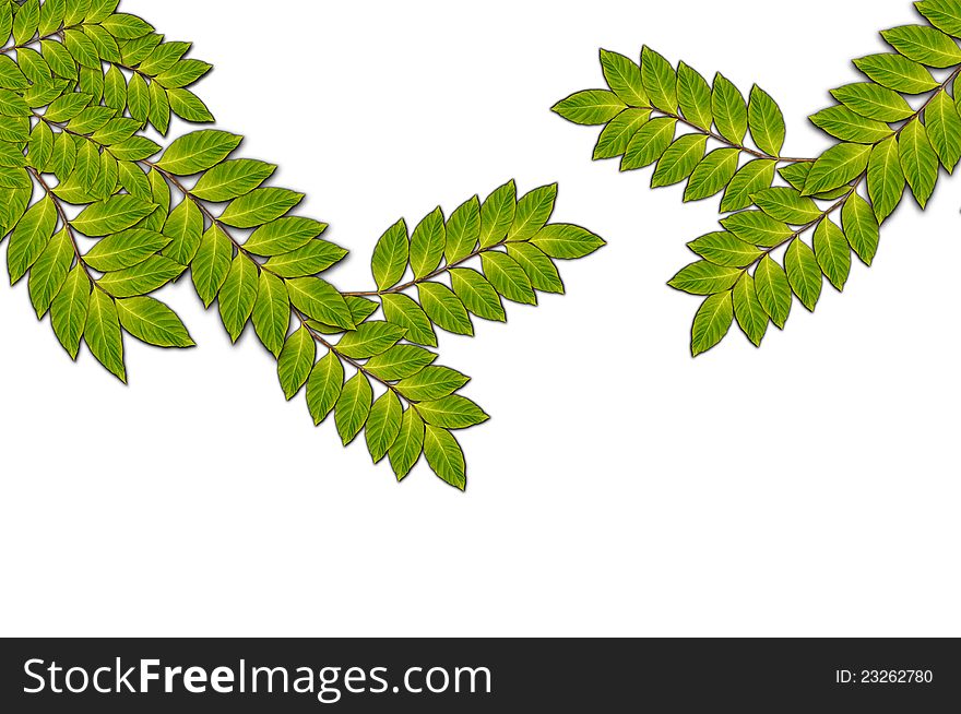 Leaf Background for Decoration