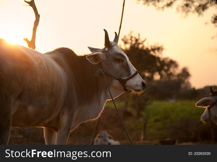 Indian White Cow In Farmland