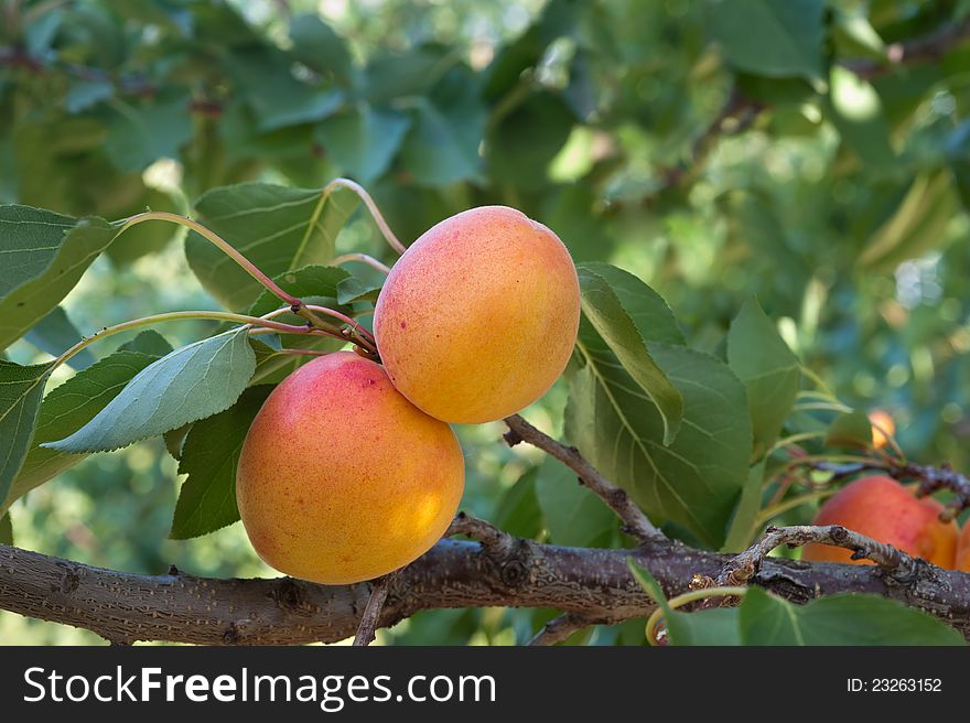 Ripe apricots on a green branch. Ripe apricots on a green branch