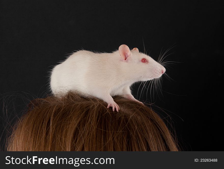 White domestic rat on a head of the girl