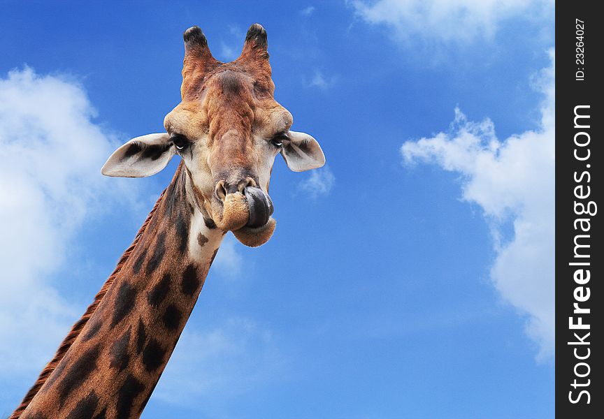 Giraffe