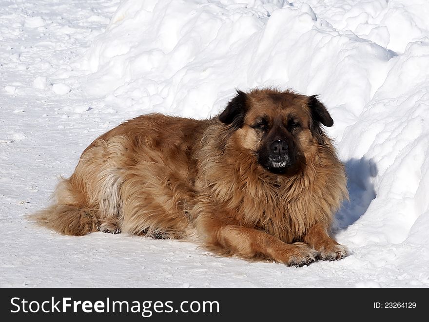 Abandoned dog lying in the snow. Abandoned dog lying in the snow