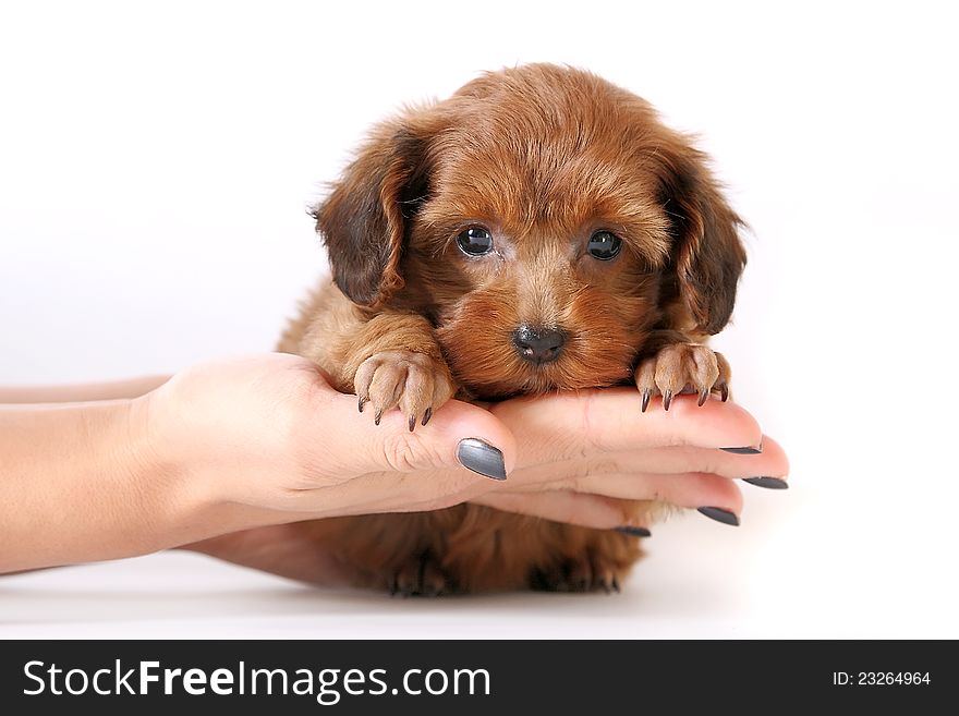 Small red puppy on hands