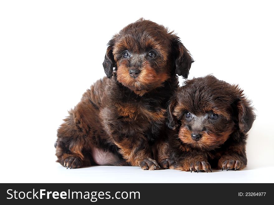 Two puppies on a white background