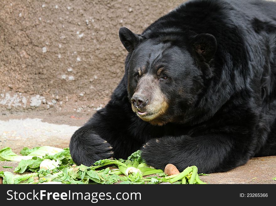 Black Bear With Tan Nose Sitting In Sun Eating Greens