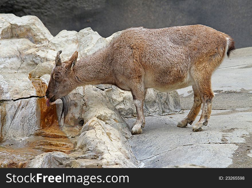 Female Markhor Goat Drinking From Rock Spring