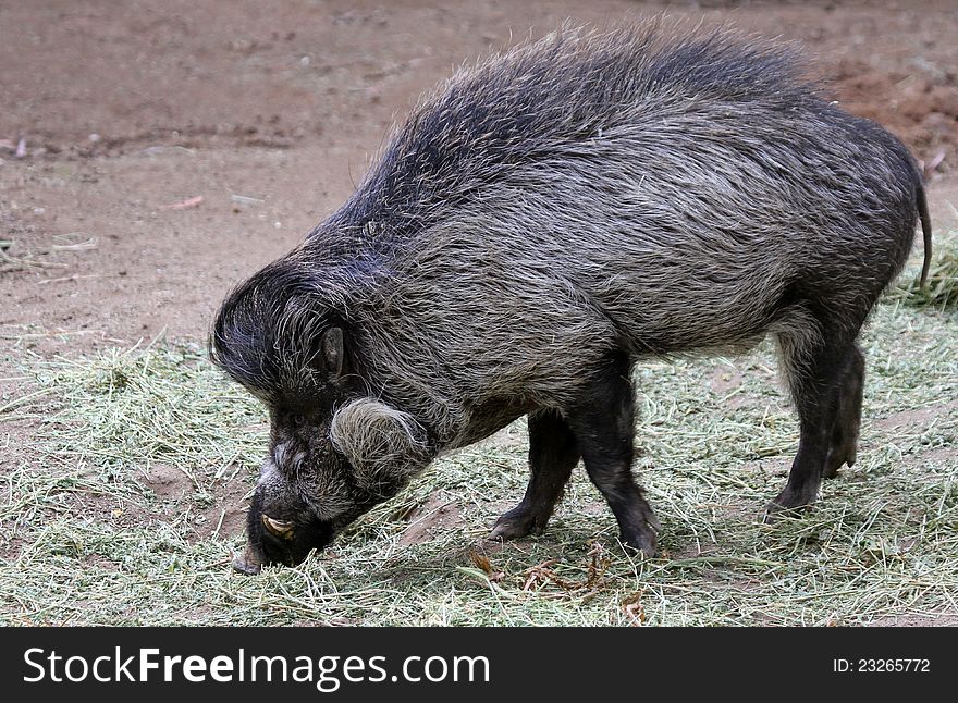 Profile of Philippine Warty Hog Boar Eating. Profile of Philippine Warty Hog Boar Eating