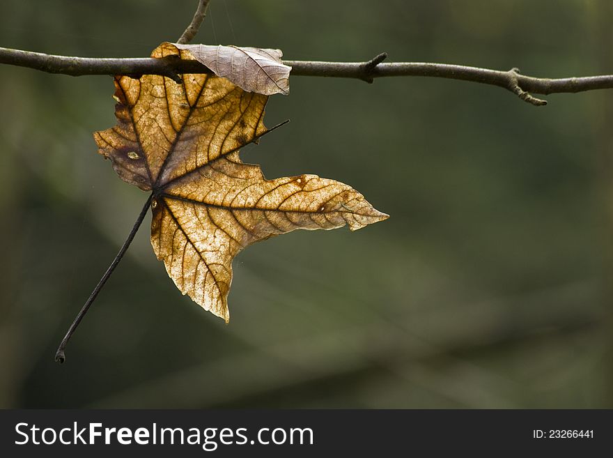 Sheet hanging on a branch, dry brown leaves, brown leaf on a green background, autumn leaves, branches jammed sheet. Sheet hanging on a branch, dry brown leaves, brown leaf on a green background, autumn leaves, branches jammed sheet