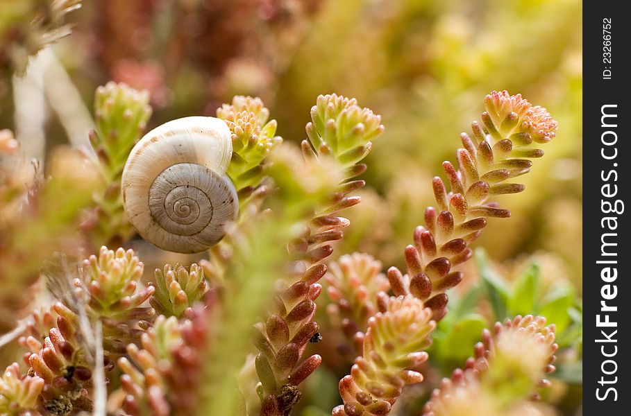 A snail rests in a purslane field. A snail rests in a purslane field.