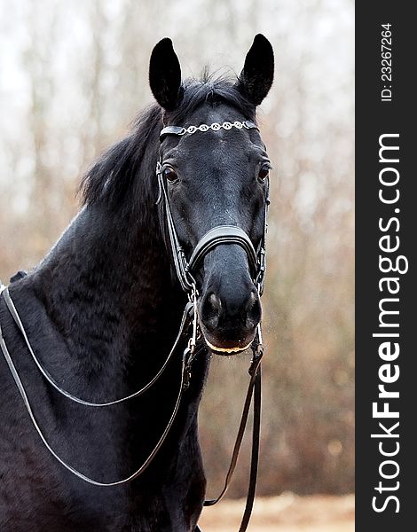 Black sports horse. Horse in a bridle for sports. Portrait of a black horse in the autumn.