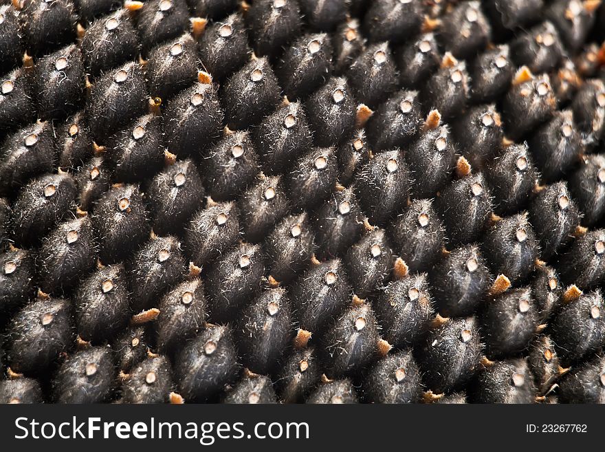 Texture of sunflower seeds closeup. Texture of sunflower seeds closeup