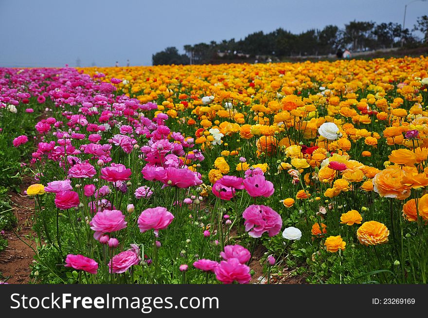 Every Springtime, the ranunculus flower field in Carlsbad in San Diego County, California has its share of visitors in admiring the lush field of colorful ranunculus blooms. Every Springtime, the ranunculus flower field in Carlsbad in San Diego County, California has its share of visitors in admiring the lush field of colorful ranunculus blooms