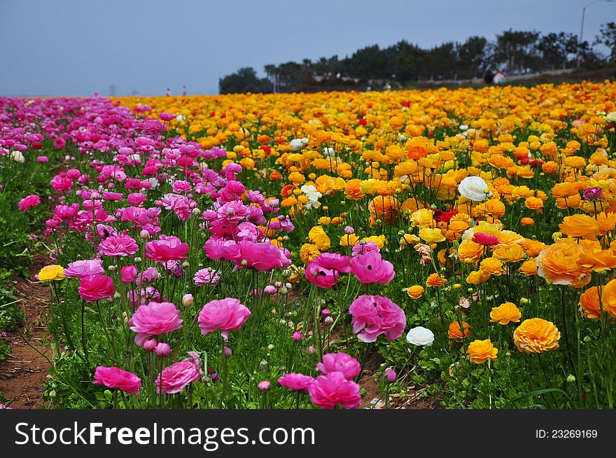 Ranunculus Field