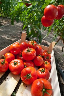 Picking Tomatoes Royalty Free Stock Photos Picking Tomatoes Royalty Free Stock Photos